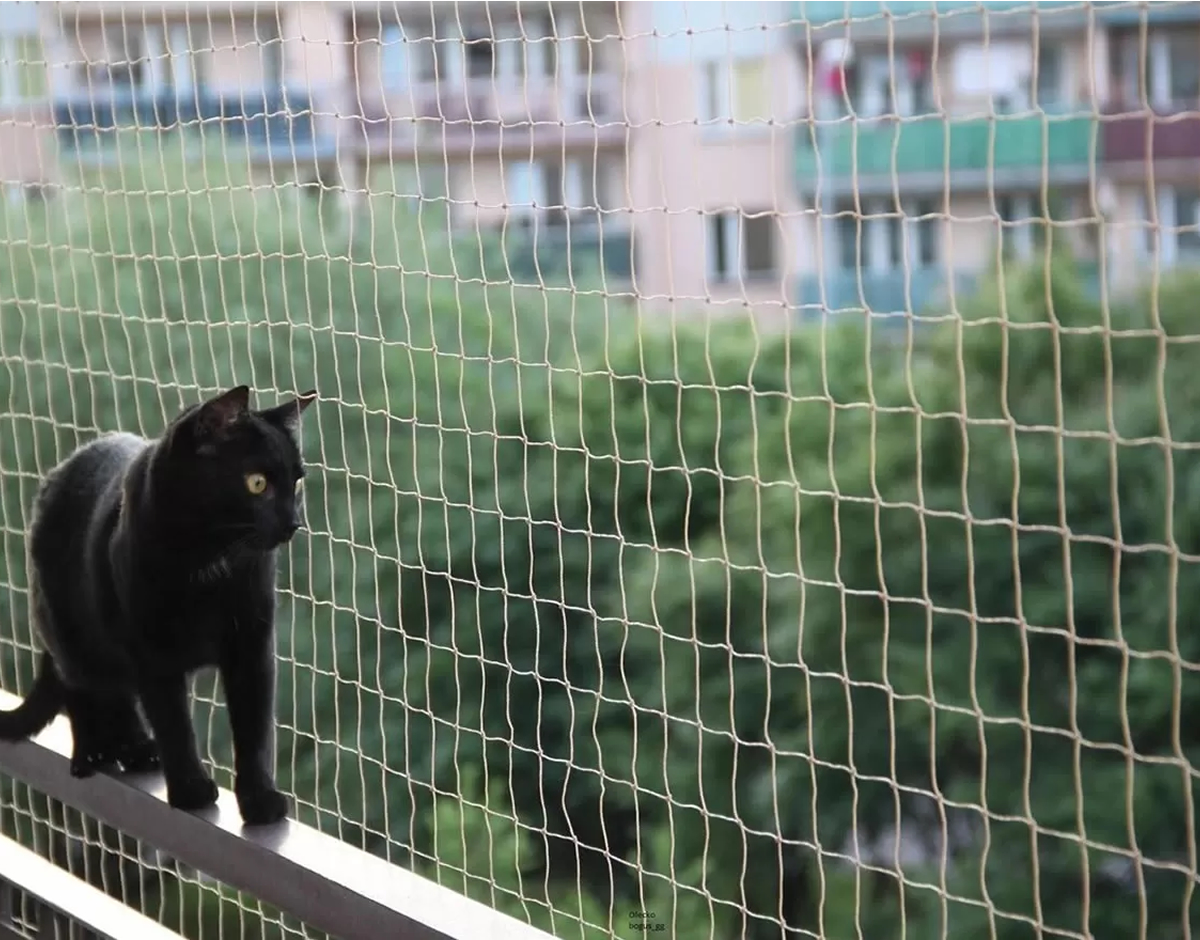 Kedi Güvenlik Filesi